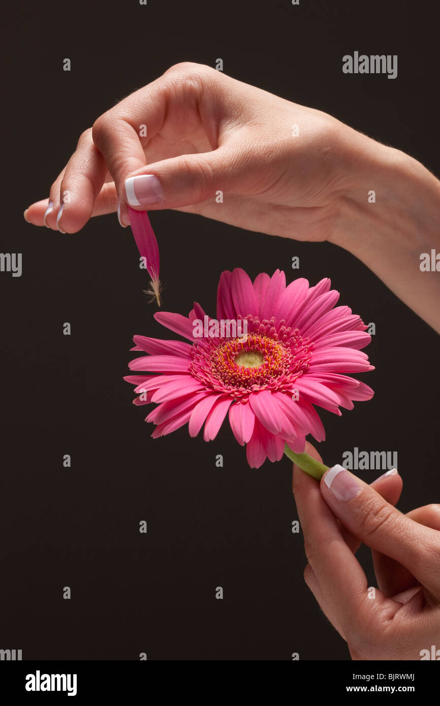 Hand holding a gerber daisy Stock Photo - Alamy