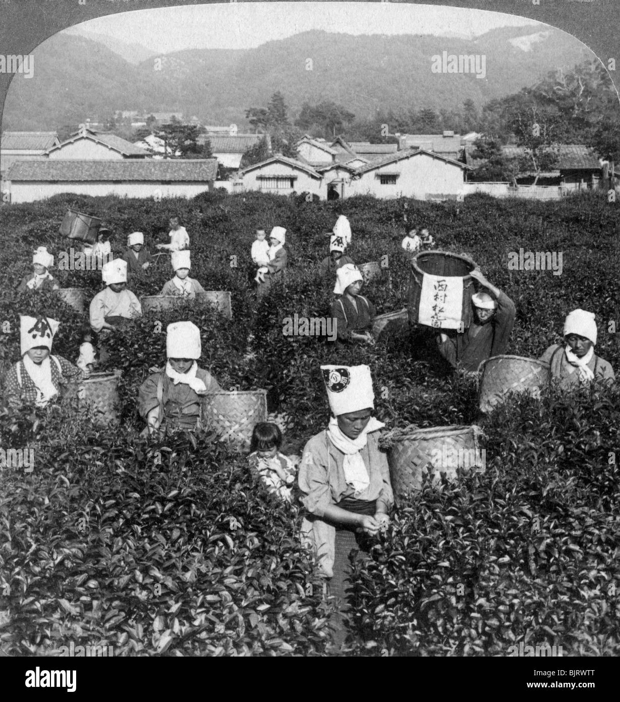 Tea-picking in Uji, Japan, 1904.Artist: Underwood & Underwood Stock Photo