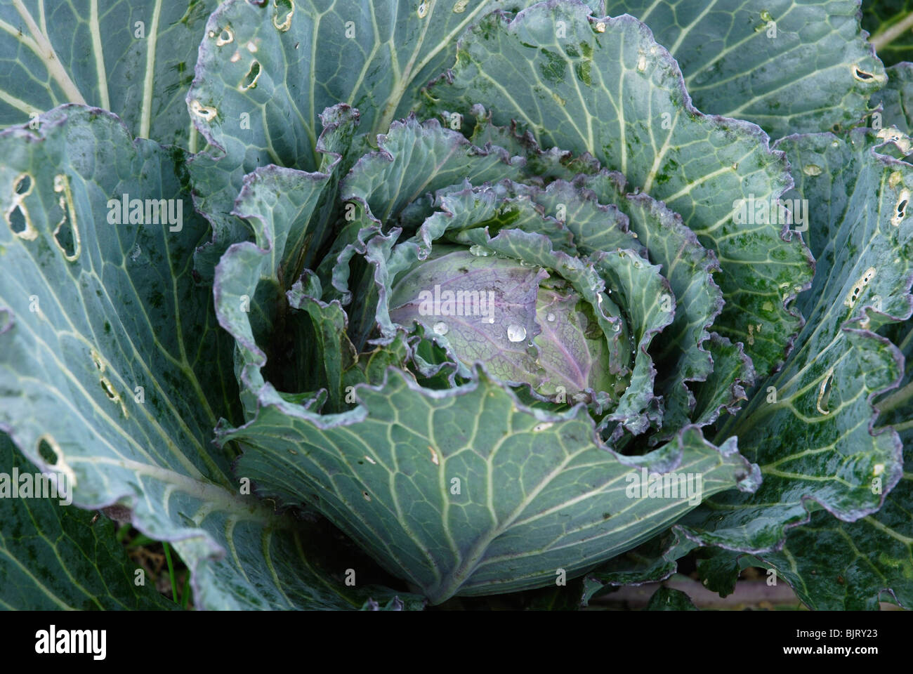 Winter cabbage, January King Stock Photo Alamy