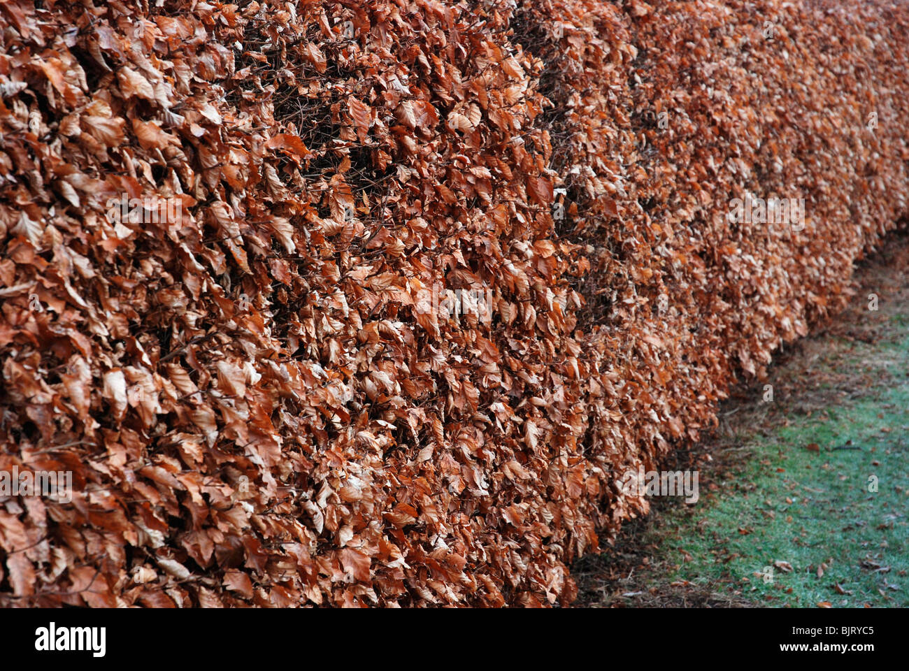 Beech hedge in late winter Stock Photo