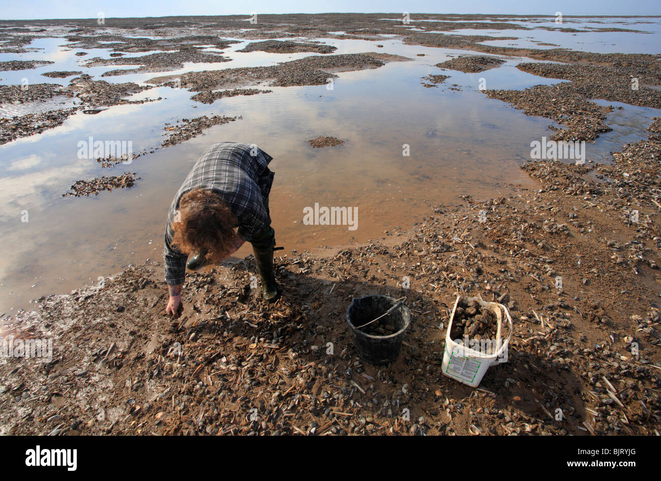 Mussel collecting hires stock photography and images Alamy