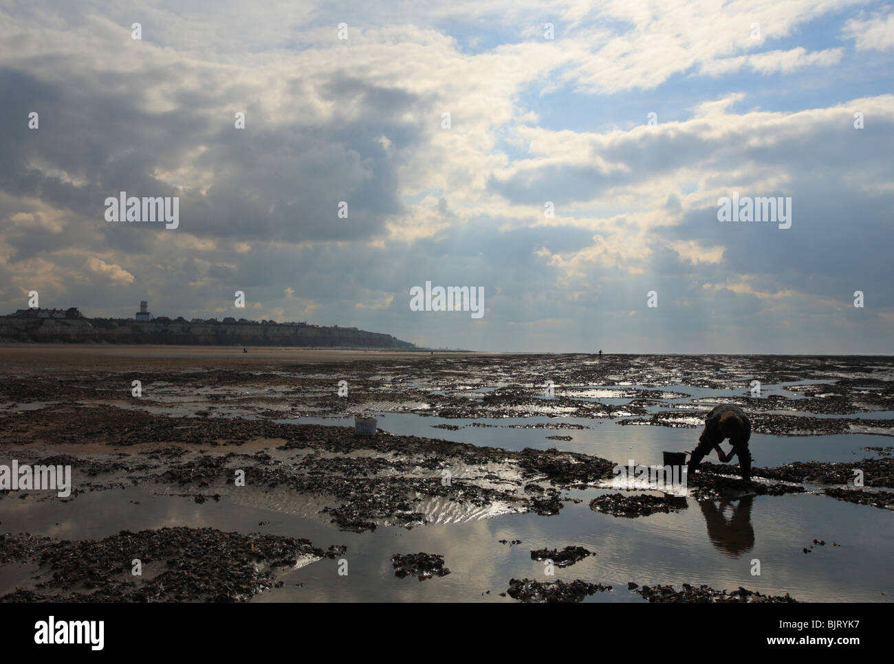A man collecting mussels at low tide on Old Hunstanton beach in Norfolk
