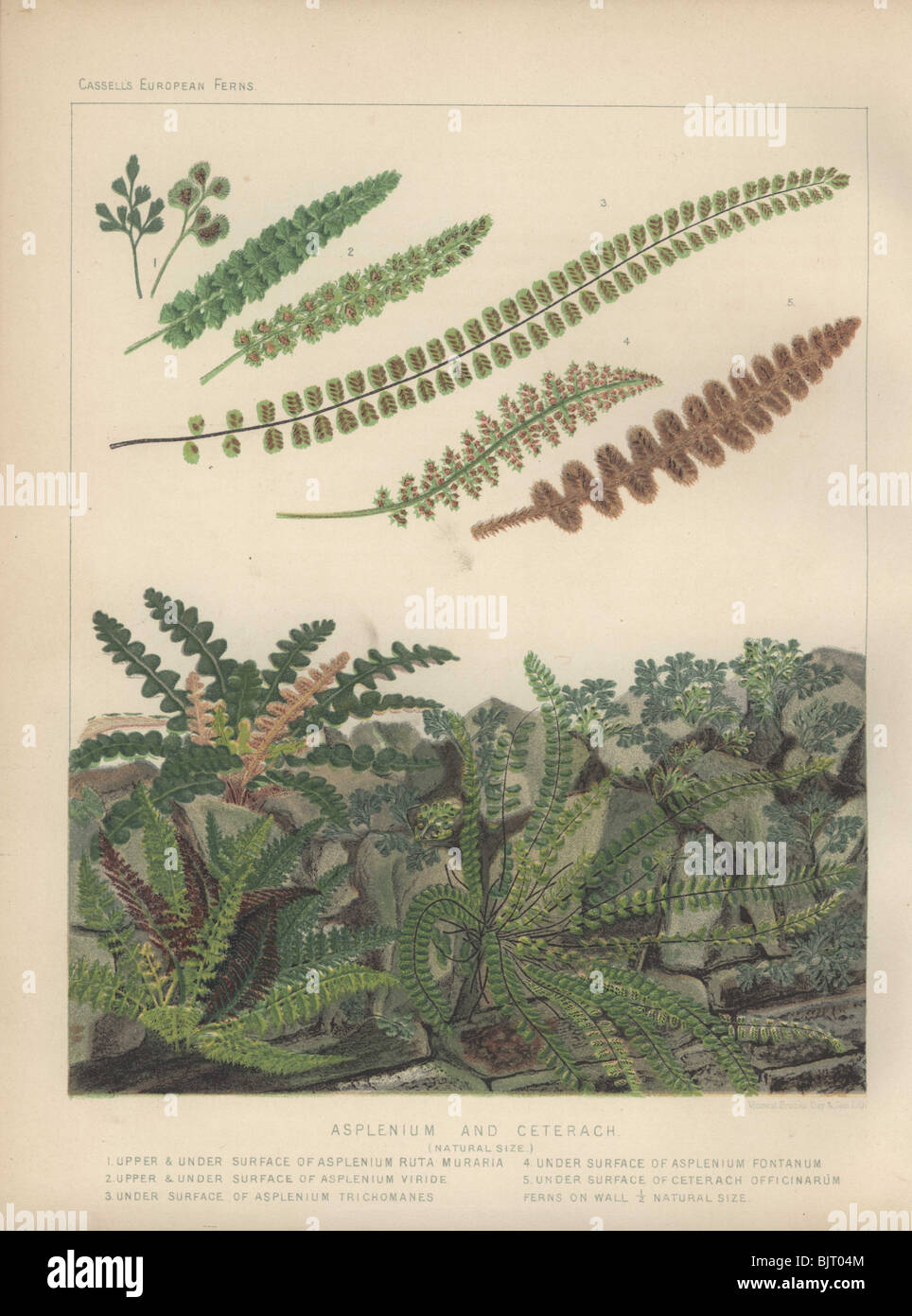 Spleenwort (Asplenium viride), maidenhair (Asplenium trichomanes) and ceterach (Ceterach officinarum) ferns Stock Photo