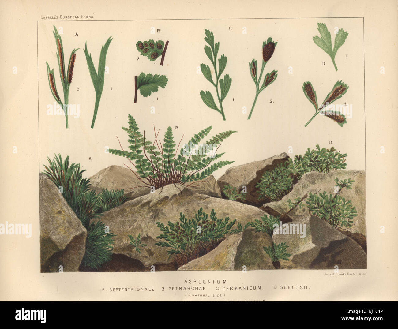 Mediterranean Petrarch's spleenwort fern (Asplenium petrarchae), forked spleenwort and German spleenwort. Stock Photo