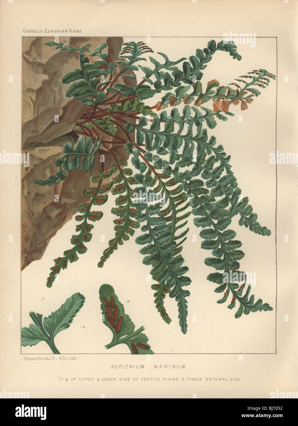 A large clump of sea spleenwort fern (Asplenium marinum) cascading down a rocky cliff. Stock Photo