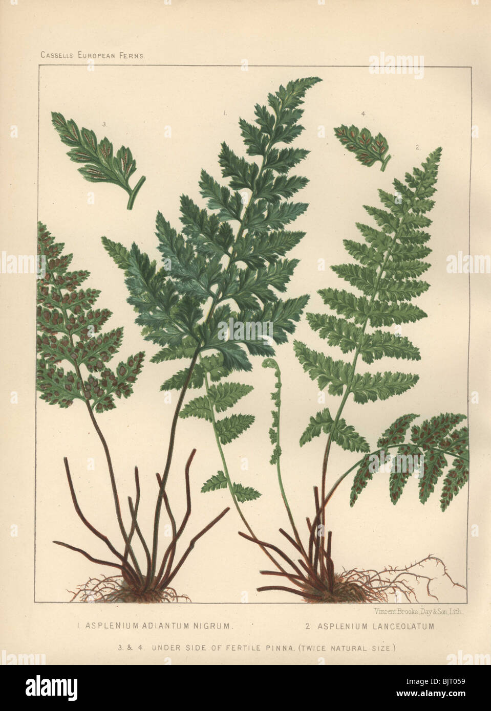 Black maidenhair fern (Asplenium adiatium-nigrum) at left, and a spleenwort fern (Asplenium lanceolatum) at right. Stock Photo