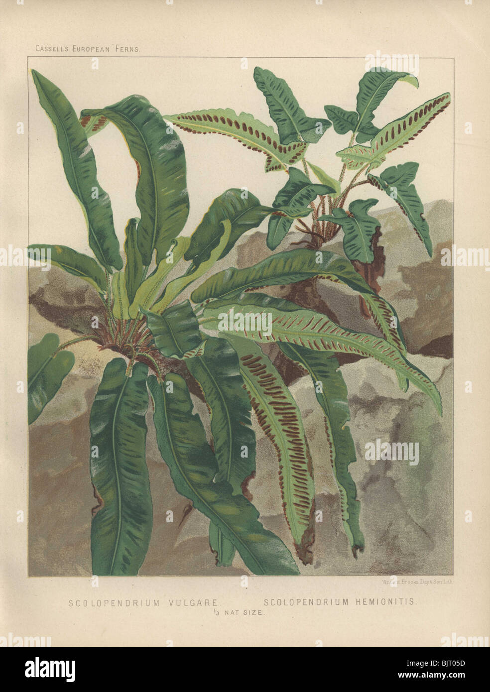 Dark green Hart's tongue ferns (Scolopendrium vulgare) on rocky ground. Stock Photo