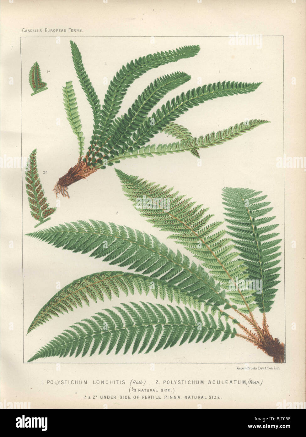 Holly fern (Polystichum lonchitis) at top and the shield fern (Polystichum aculeatum) at bottom. Stock Photo