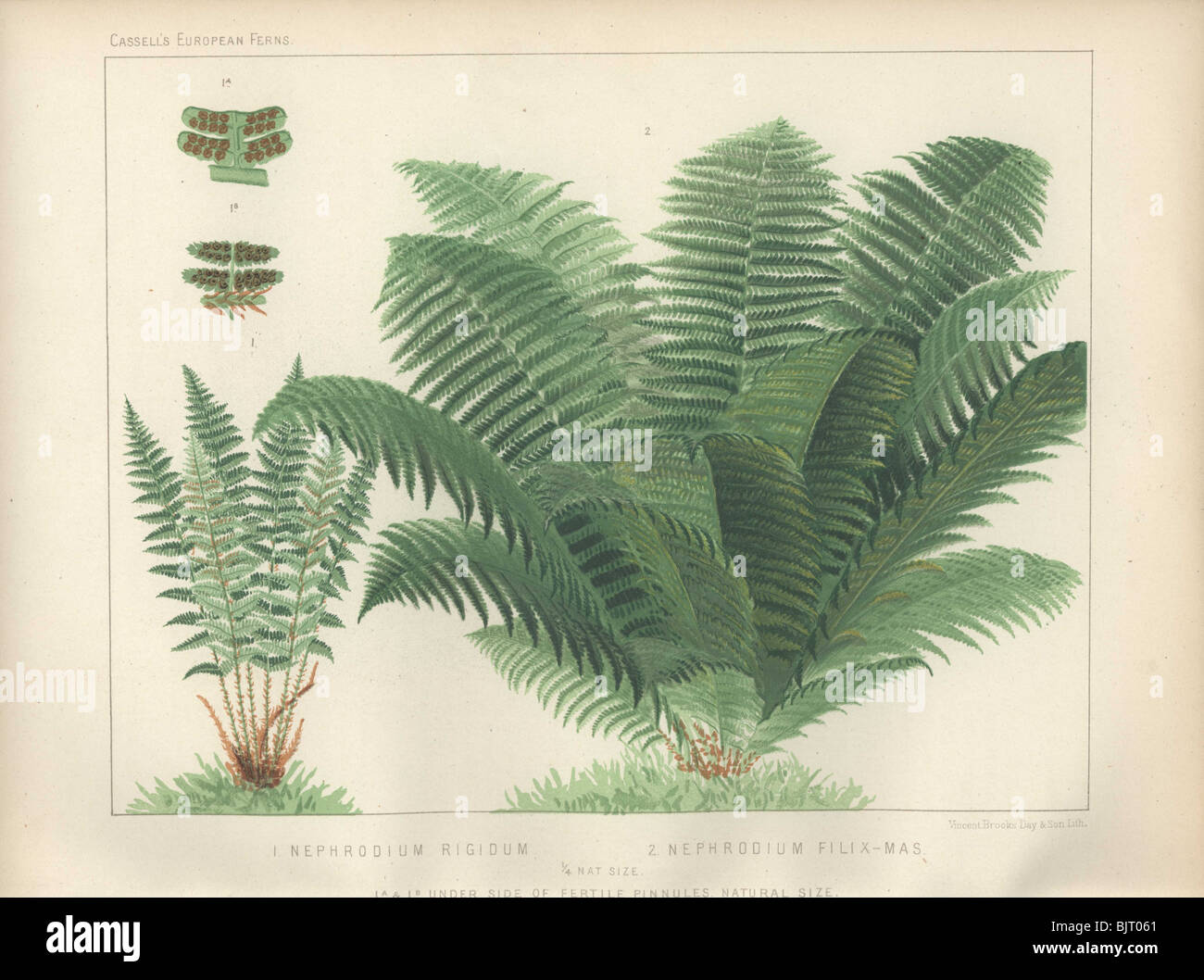 A large, deep-green bushy male fern (Nephrodium filix-mas) at right and a smaller upright Nephrodium rigidum fern at left. Stock Photo