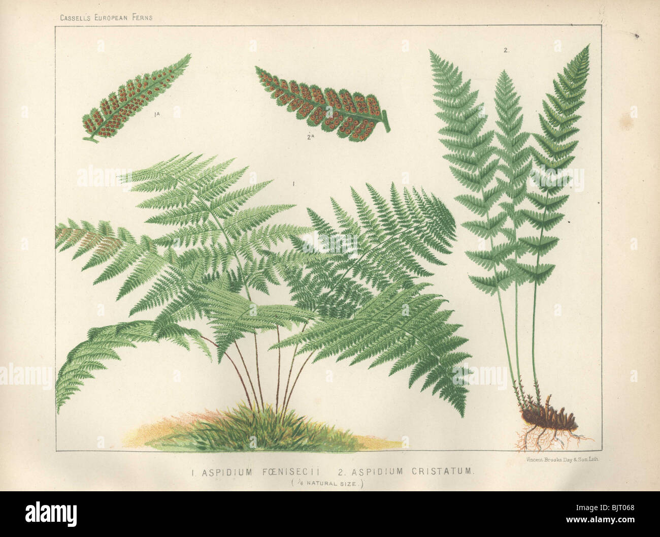 A spreading fern (Aspidium foenisecii) at left, and an upright fern (Aspidium cristatum) at right. Stock Photo