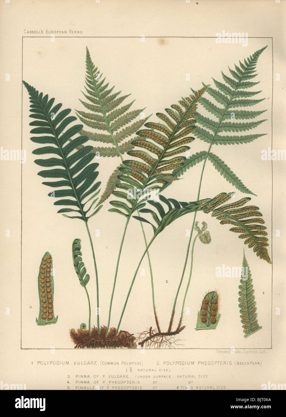 Common polypody fern (Polypodium vulgare) at left, and the beech fern (Polypodium phegopteris) at right. Stock Photo