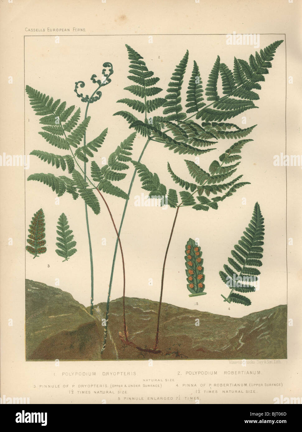 An oak fern (Polypodium dryopteris) at left, and limestone polypody fern (Polypodium robertianum) at right. Stock Photo