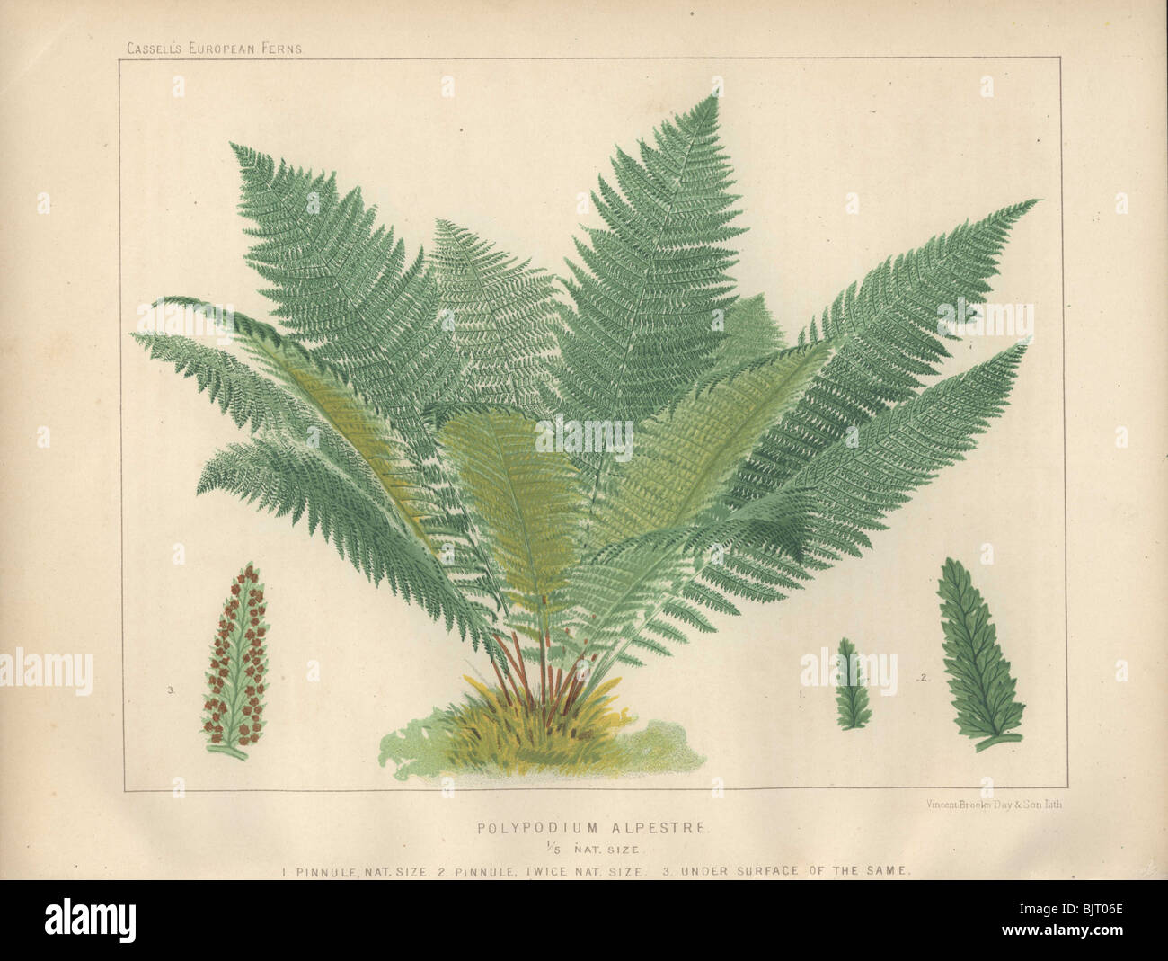 A large bushy Polypody fern (Polypodium alpestre). Stock Photo