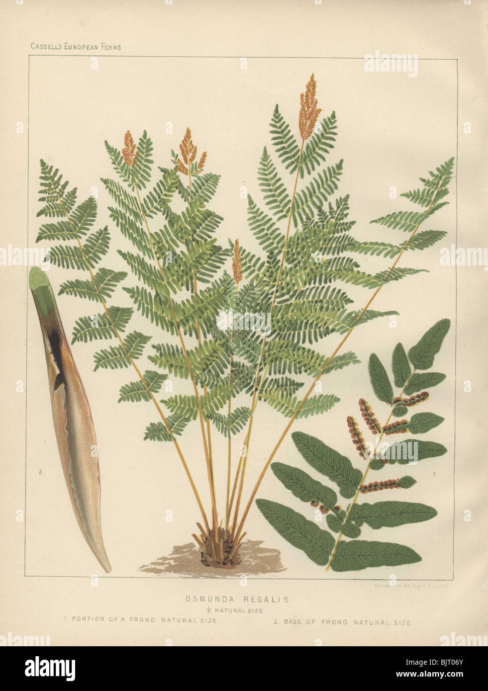 A large royal or 'flowering' fern (Osmunda regalis). Stock Photo