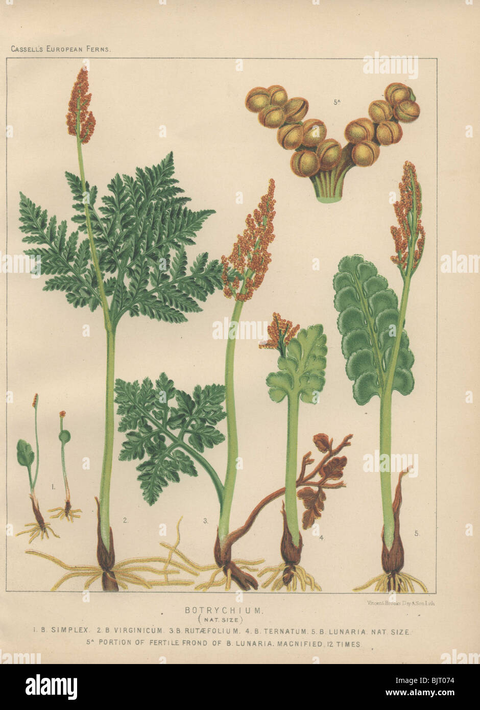 Five varieties of moonwort fern (Botrychium simplex, B. virginicum, B. rutaefolium, B. ternatum and B. lunaria). Stock Photo