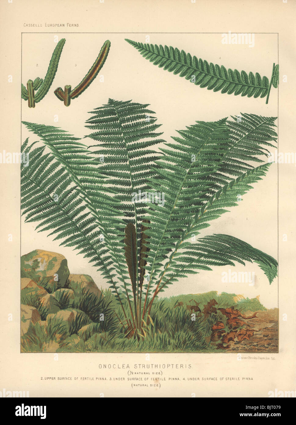 Ostrich or shuttlecock fern (Struthiopteris) shown on rocky, grassy ground. Onoclea struthiopteris, Matteuccia struthiopteris Stock Photo