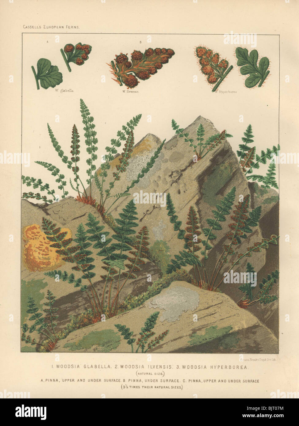 Three varieties of the small cliff ferns (Woodsia) shown growing out of rocky ground. W. glabella, W. ilvensis, W. hyperborea Stock Photo
