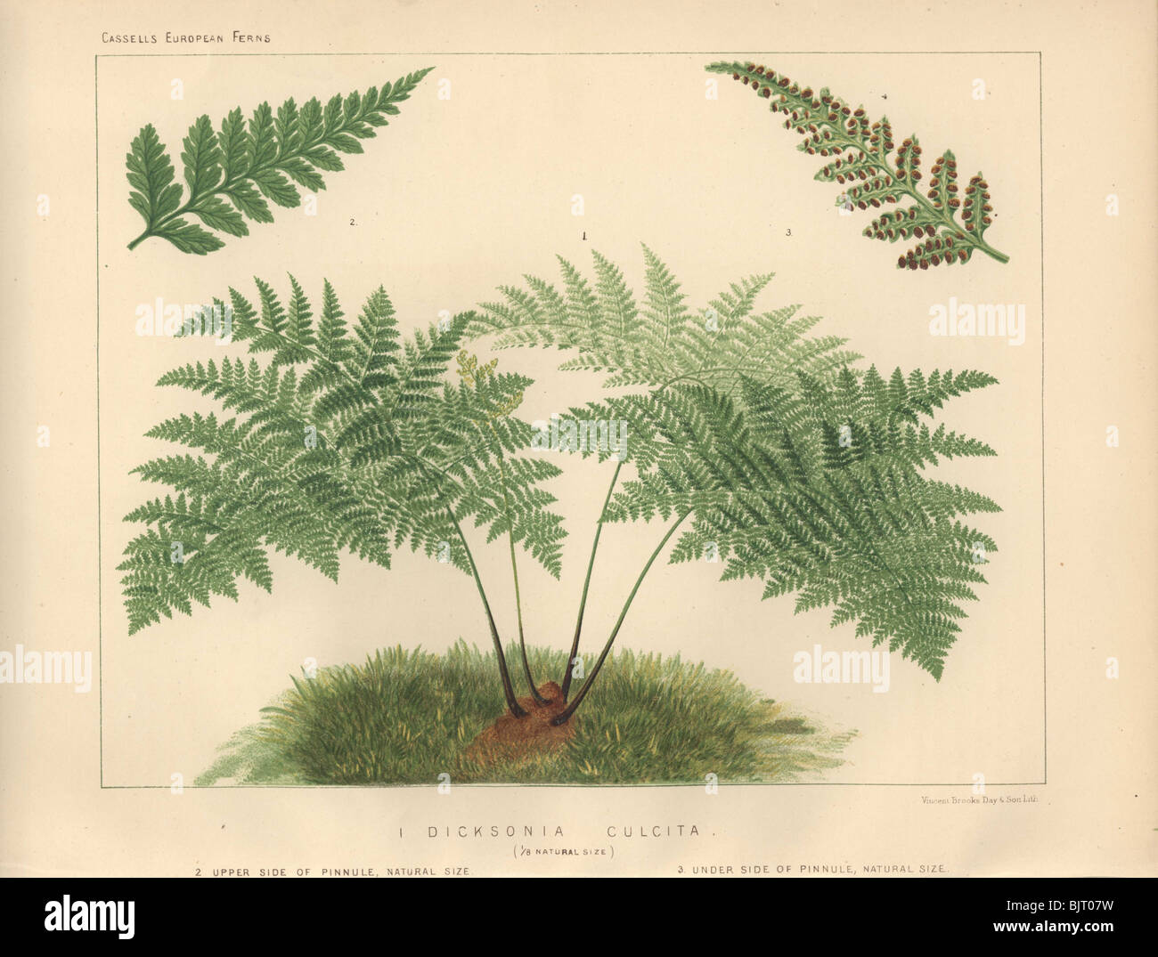 The Dicksonia culcita fern is a large tree-fern of the order Cyatheales. Stock Photo