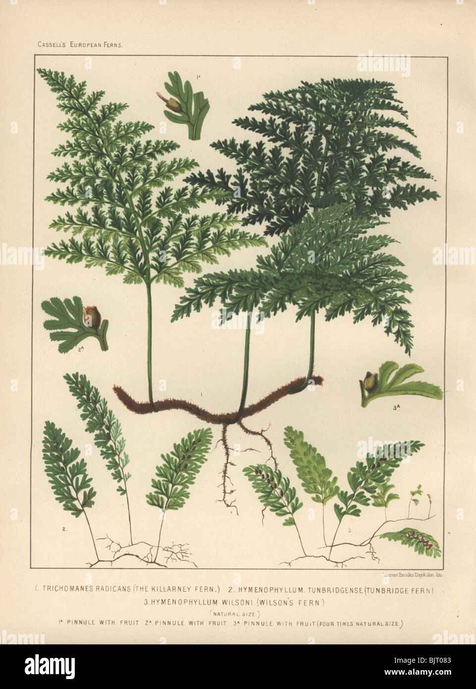 Killarney, Tunbridge and Wilson's ferns. Stock Photo