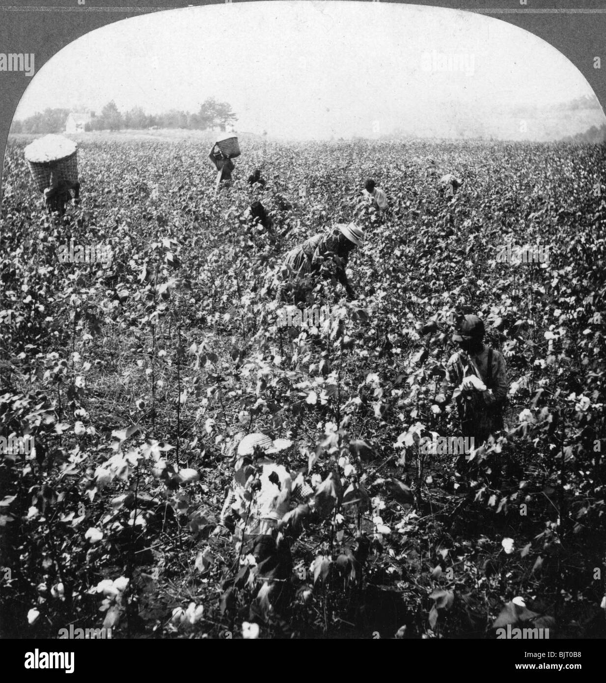 A cotton plantation, Rome, Georgia, USA, 1898.Artist: BL Singley Stock Photo