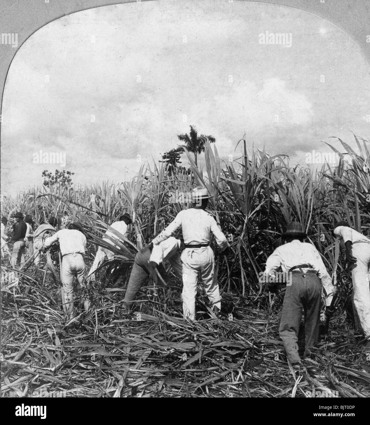 Harvesting sugar cane, Rio Pedro, Porto Rico, 1900.Artist: BL Singley Stock Photo