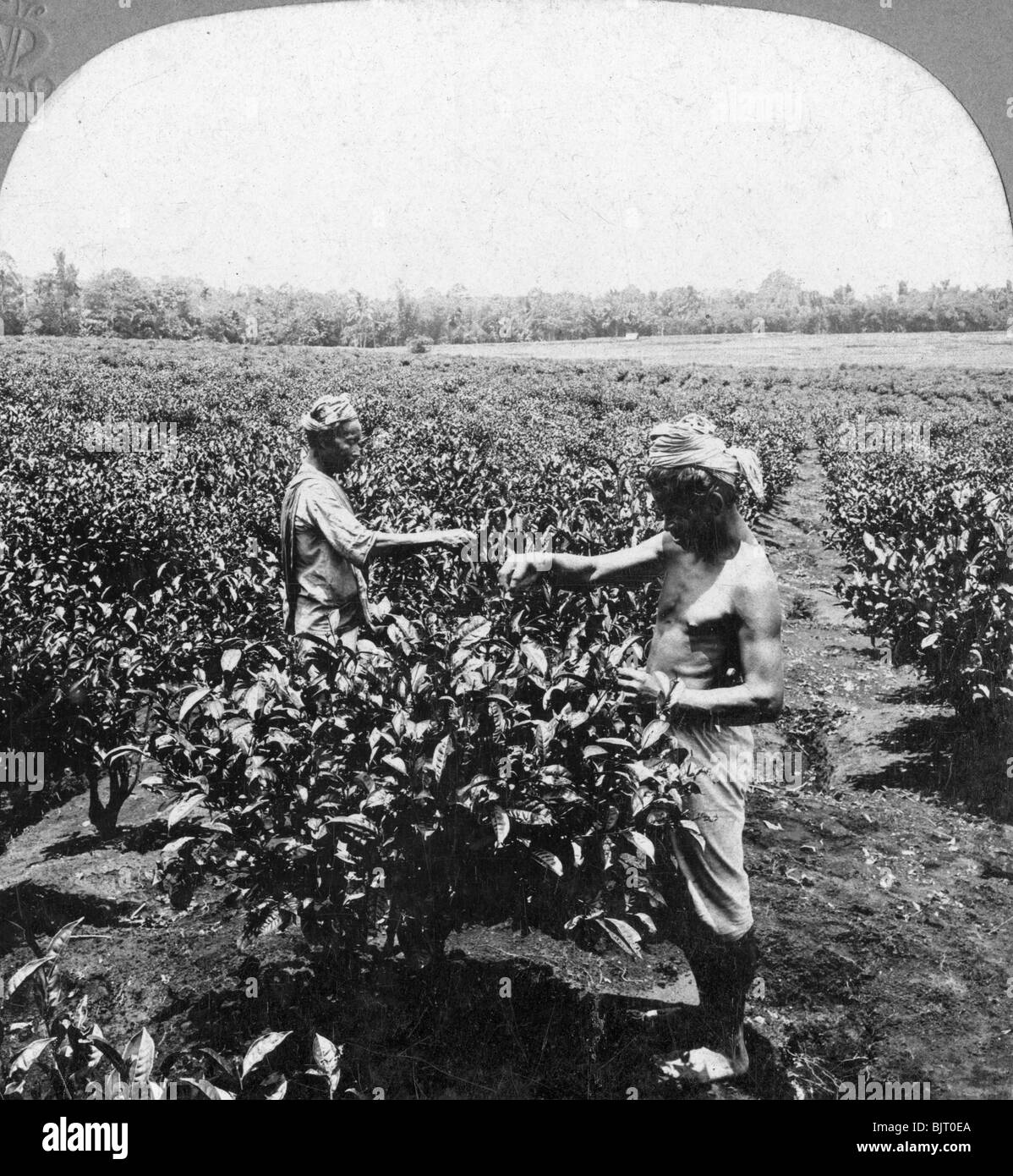A tea plantation, Java, Indonesia, 1902.Artist: CH Graves Stock Photo