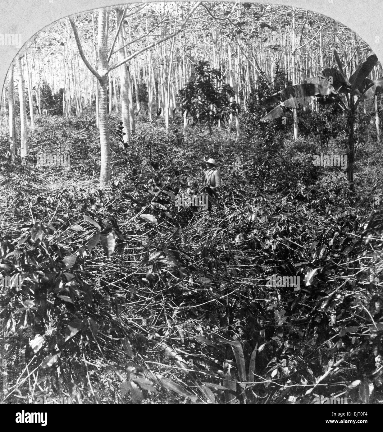 Jamaican coffee plantation Black and White Stock Photos & Images Alamy
