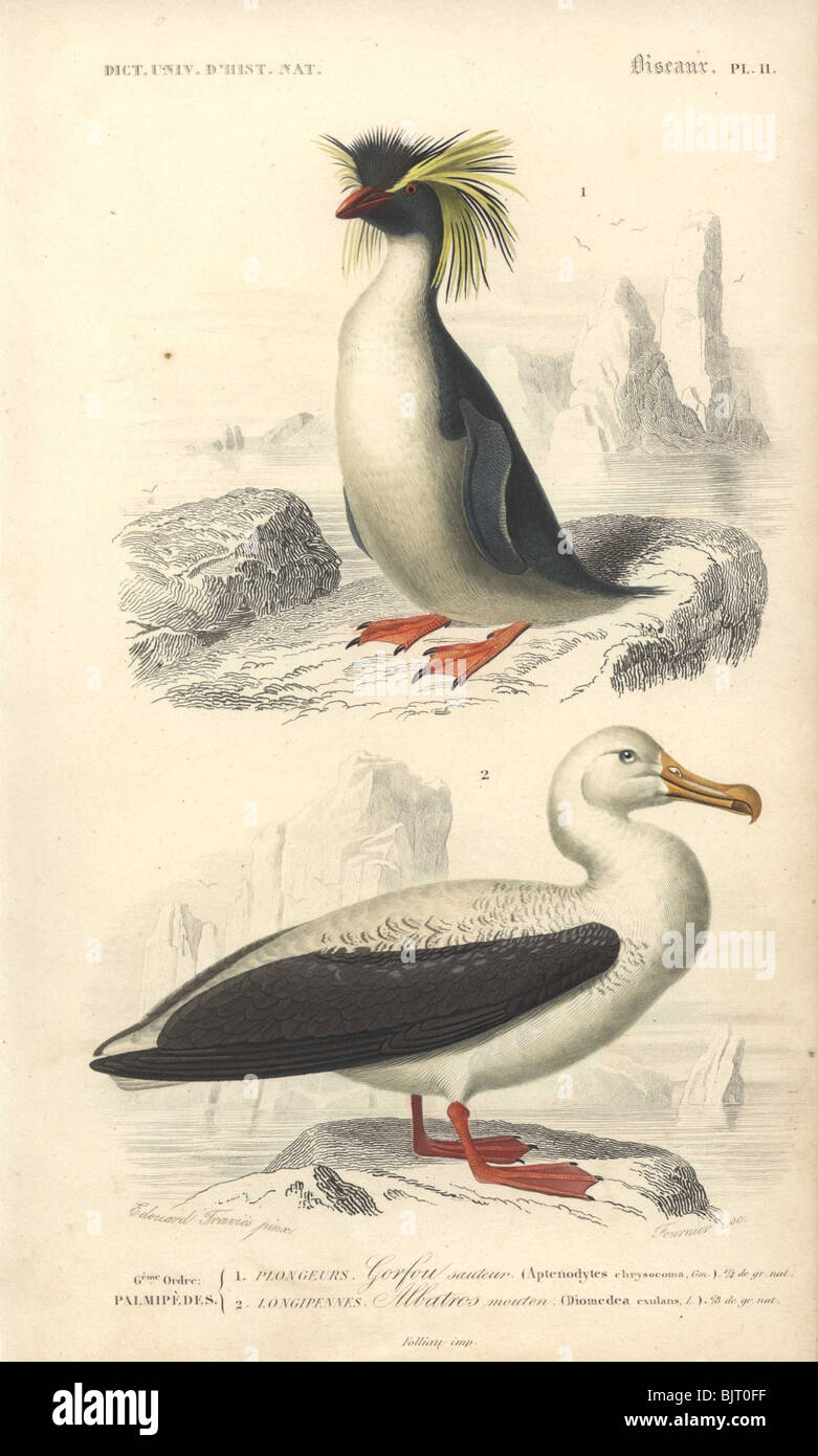 Rockhopper penguin and Wandering albatross  Eudyptes chrysocome, Diomedea exulans, Aptenodytes chrysocoma Stock Photo