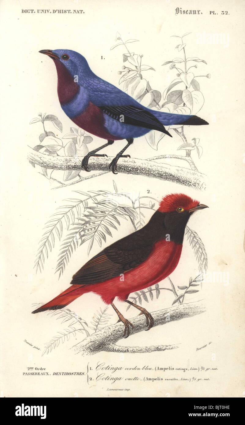 Banded or spotted cotinga and Guianan red cotinga Cotinga maculata ...