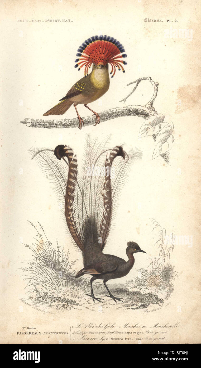 Royal tody and Maenura lyre bird  Todus regius, Muscicapa regia, Maenura lyra Stock Photo