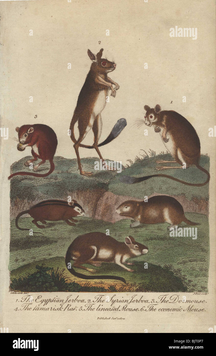 Jerboas, dormouse, rat and mice  Jaculus orientalis, Muscardinus avellanarius, Mus, Rattus norvegicus Stock Photo