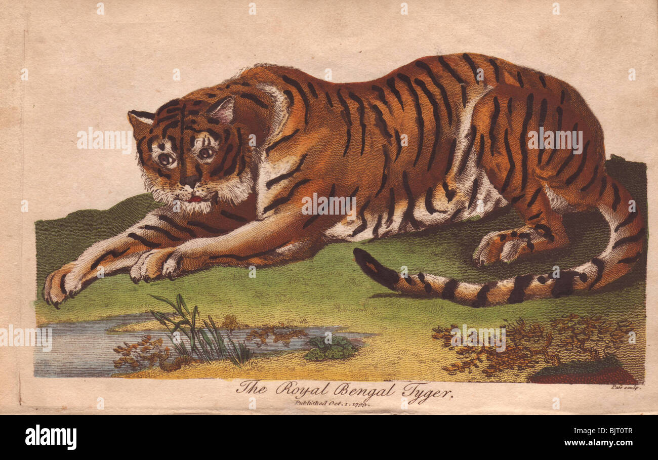 Bengal Tiger (Panthera tigris tigris) Dimensions & Drawings