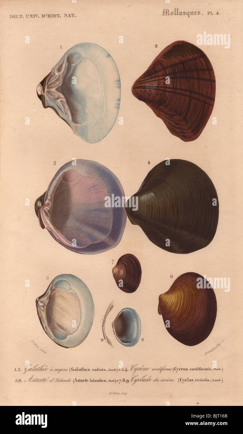 Galathea, Cyrena, Cyclas and Astarte shells - clams and scallops. Stock Photo