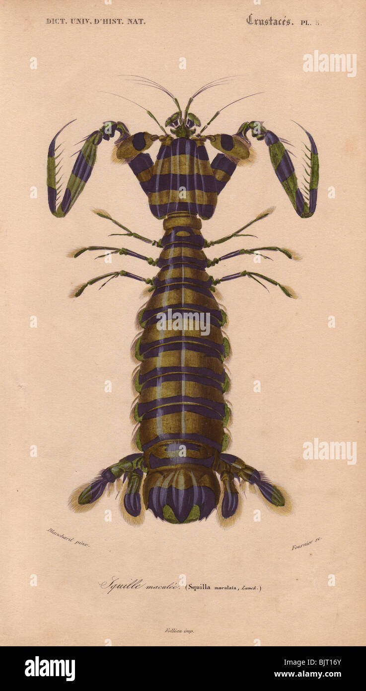 Giant mantis shrimp (Squilla maculata). Stock Photo