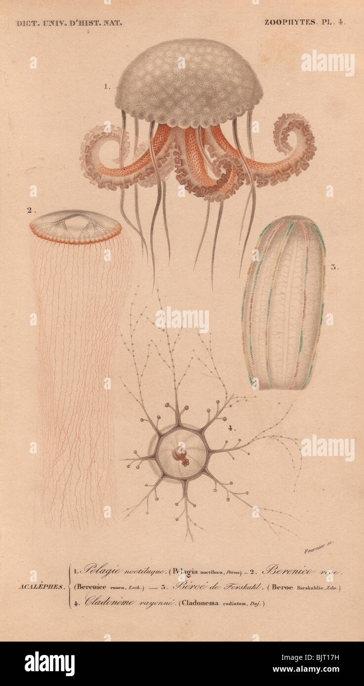 Jellyfish including mauve stinger (Pelagia noctiluca), Berenice rose, Cladenoma radiatum. Stock Photo