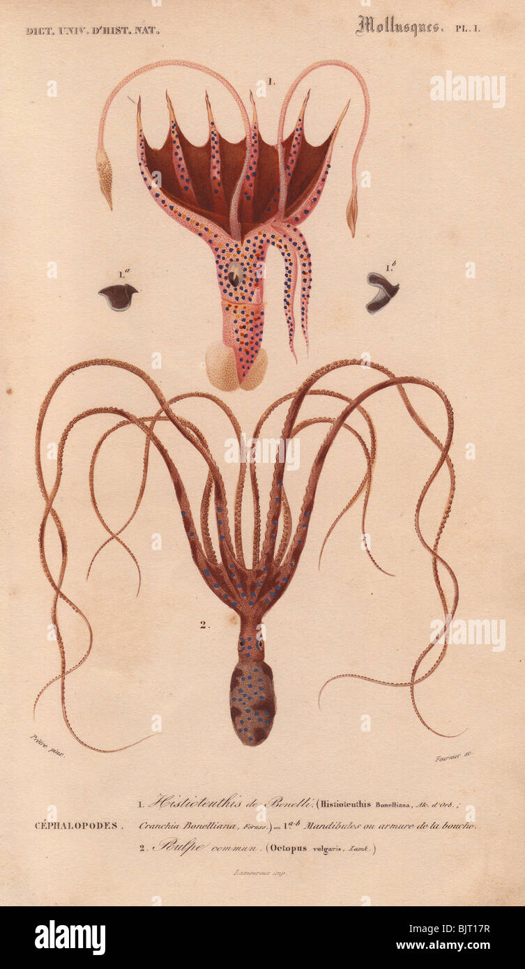Squid (Histioteuthis bonnellii) and octopus (Octopus vulgaris). Stock Photo