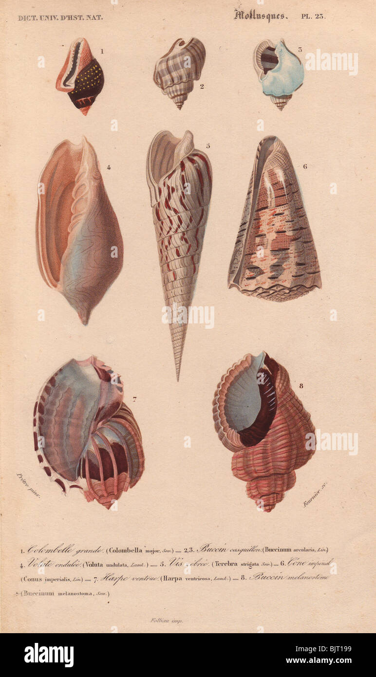 Tropical shells including Colombella, Buccinum, Voluta, Terebra, Conus imperialis and Harpa Stock Photo