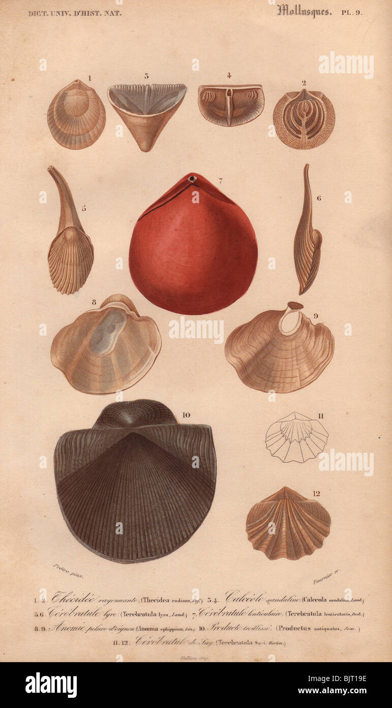 Variety of molluscs including terebratula, pearly fresh water mussel (Calecola), and  jingle shells (Anomia). Stock Photo