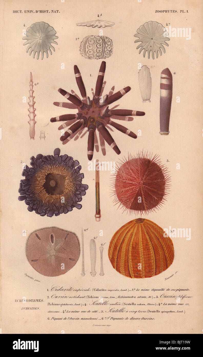 Different types of colorful sea urchins and their spines: purple club-spined or artichoke urchin, round urchin, etc. Stock Photo