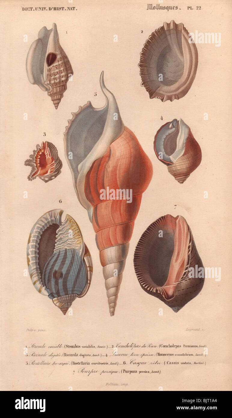 Decorative arrangement of seven shells including princely purple, ricinula, strombus, etc. Stock Photo