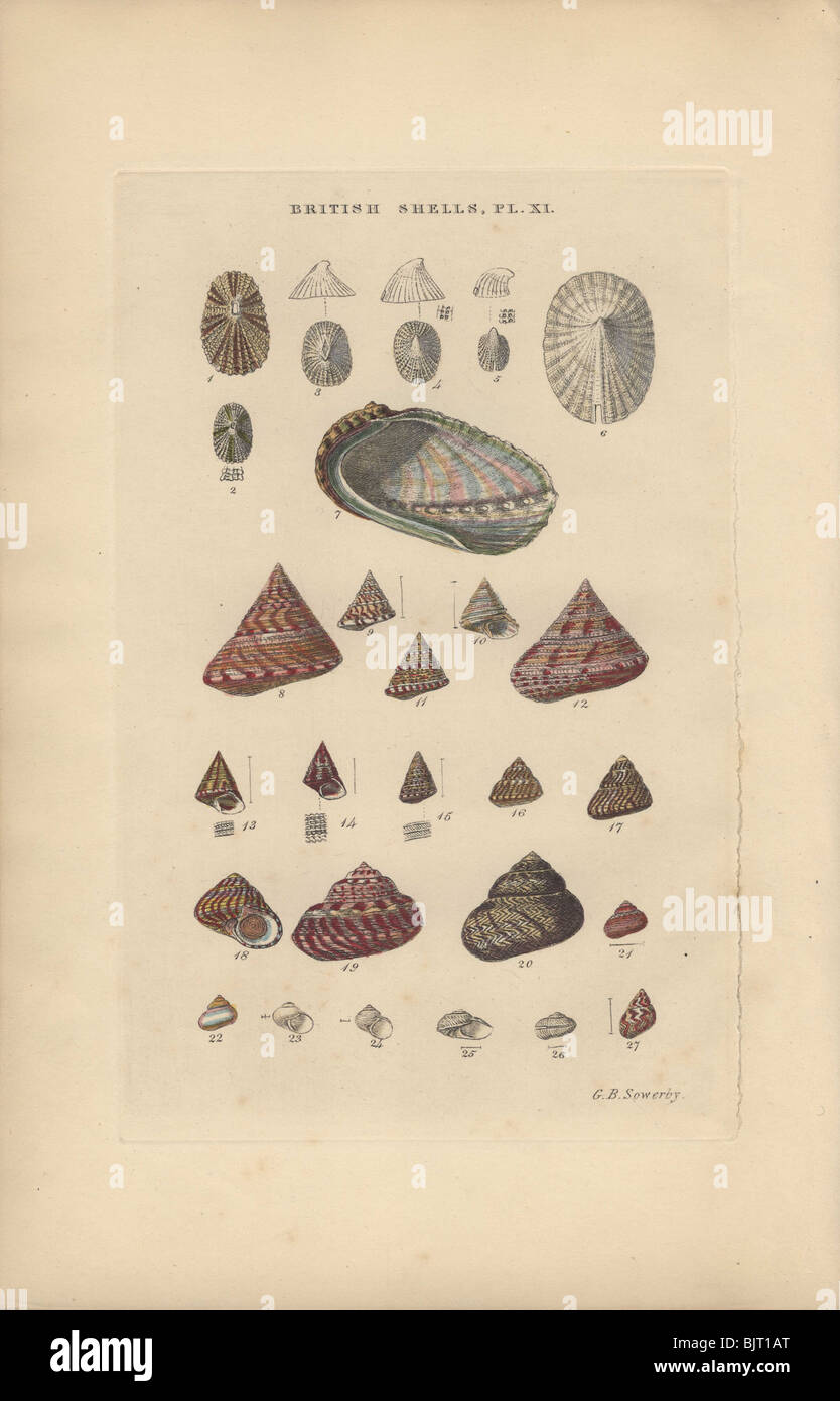 A variety of limpet (Fissurella) and top (Trochus) shells Stock Photo ...