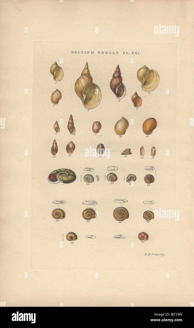 A variety of snails or gastropods (previously known as univalves and Gasteropoda). Stock Photo