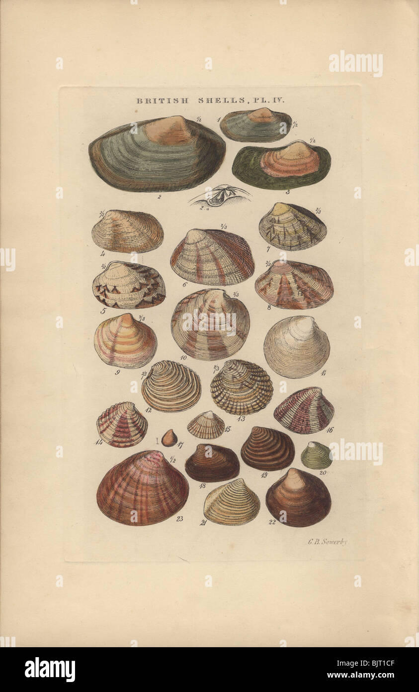 A variety of shells from the Venus family of saltwater clams or bivalve