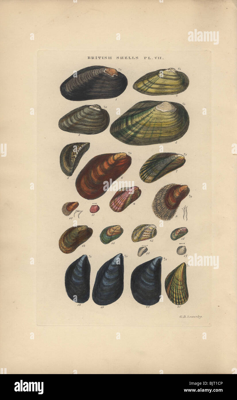 Freshwater mussels from the Unio, Anodonta and Dreissina family; marine mussels from the Modiolus, Crenella and Mytilus family. Stock Photo