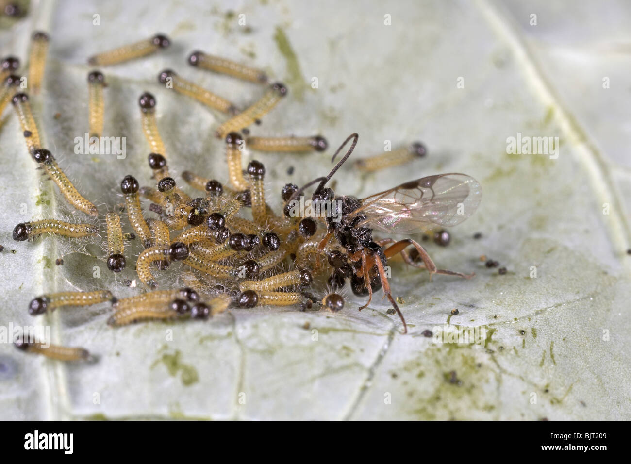 Parasitic wasp Cotesia Apanteles glomerata laying eggs on large white caterpillars, UK Stock Photo