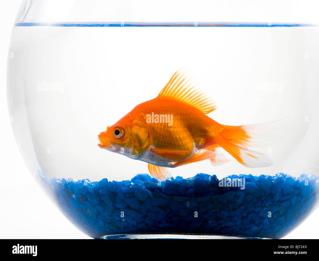 Fish bowl rocks hi-res stock photography and images - Alamy