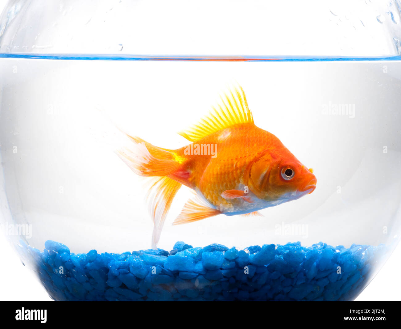 Goldfish in a bowl Stock Photo