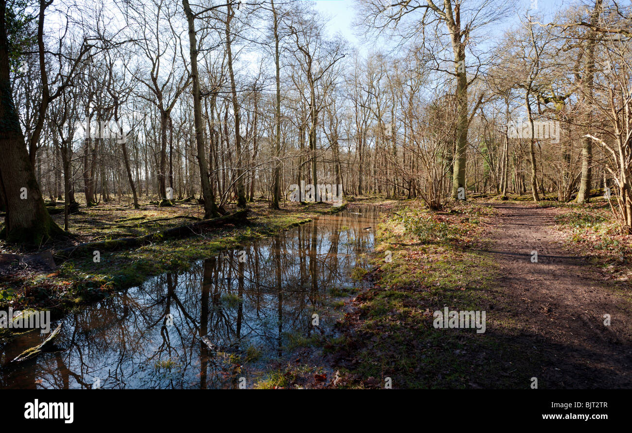 Puddle on the footpath through Chiltern Hills beech woods Oxfordshire England UK Stock Photo