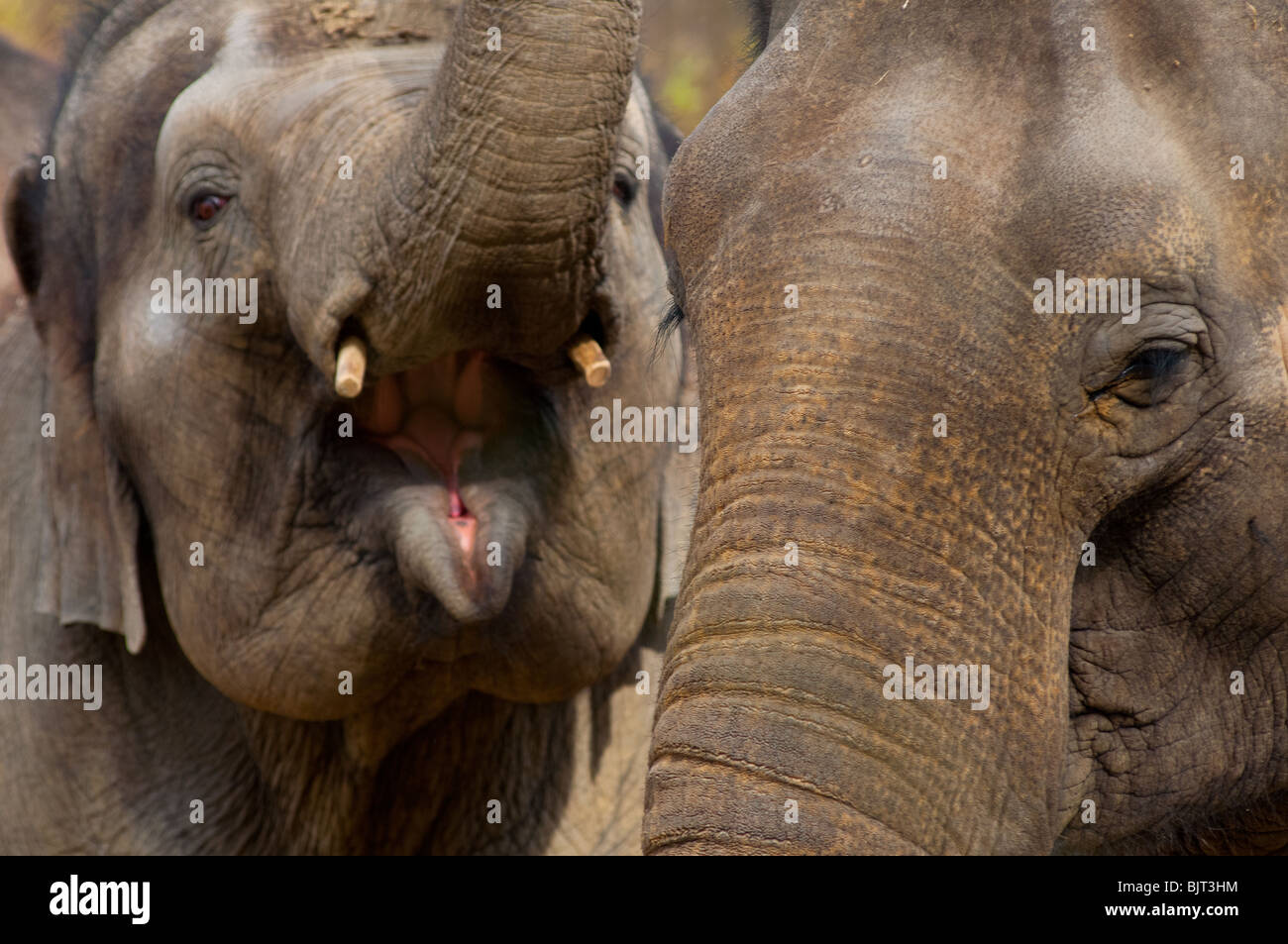 Two Indian Elephants Stock Photo