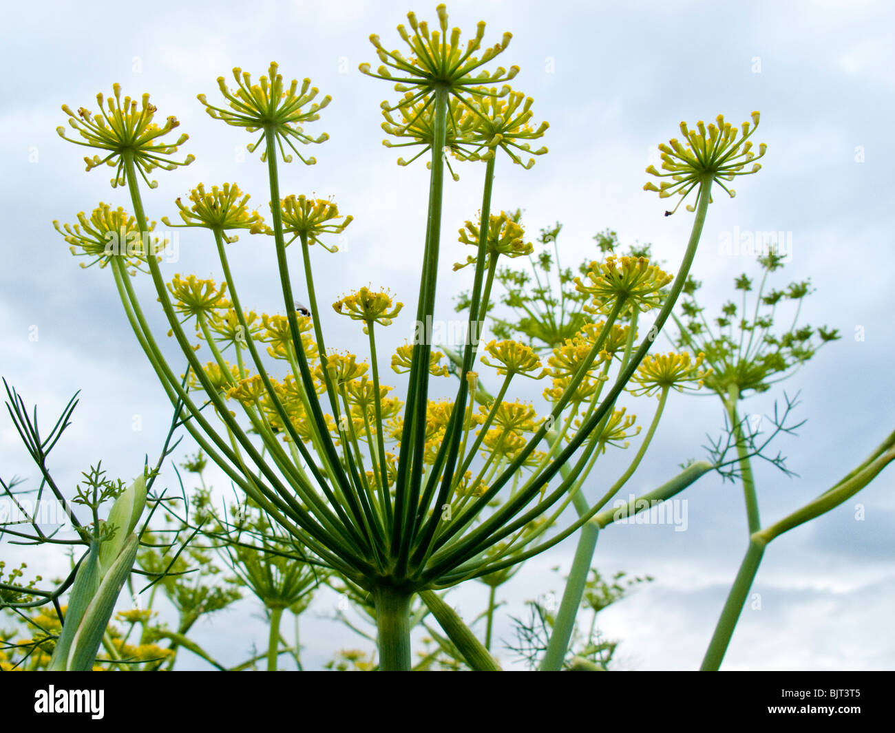 Fennel, (Foeniculum vulgare), tall herb with yellow flowers Stock Photo